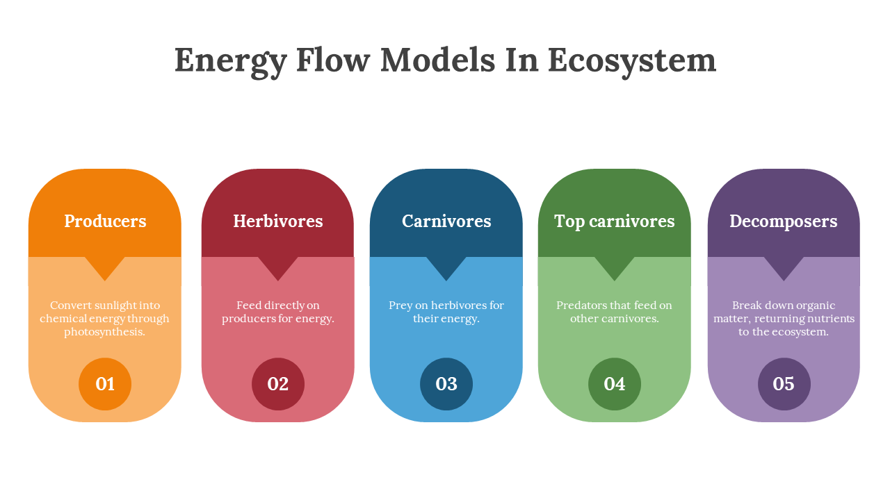 400427-energy-flow-models-in-ecosystem-06