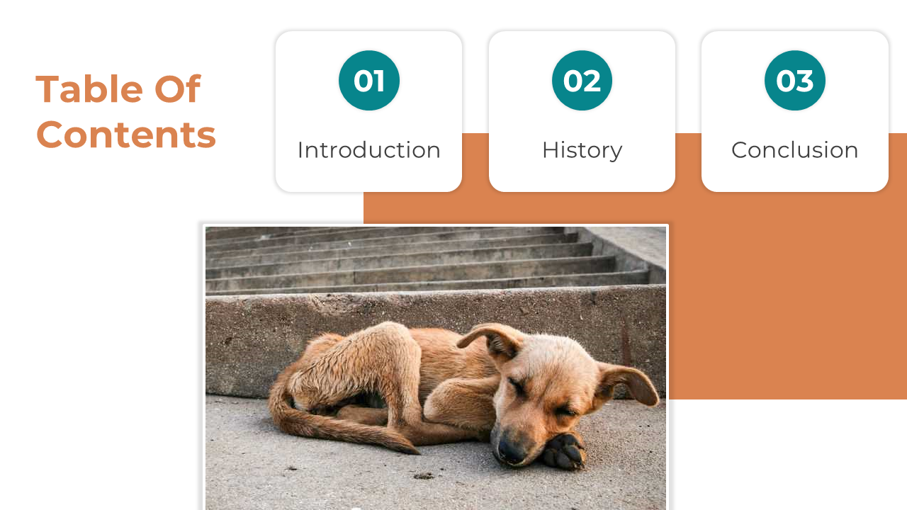 500181-international-homeless-animals-day-02