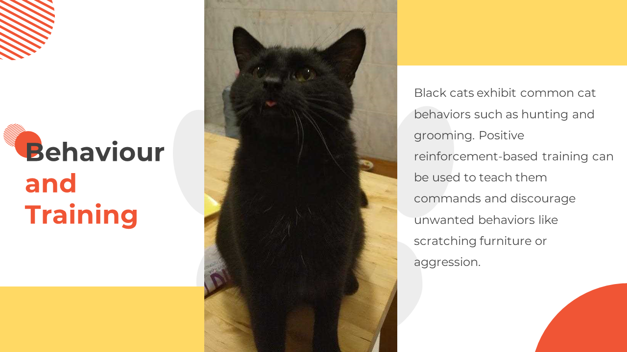 500182-national-black-cat-appreciation-day-13