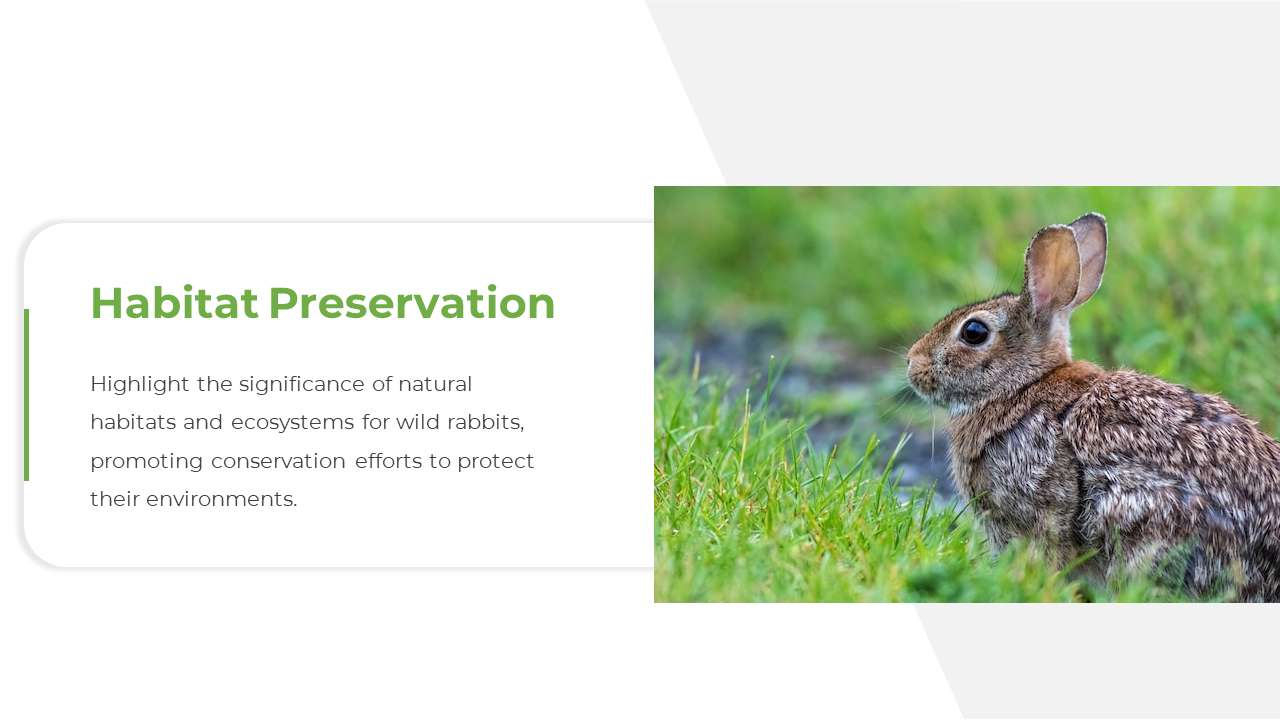300479-international-rabbit-day-06