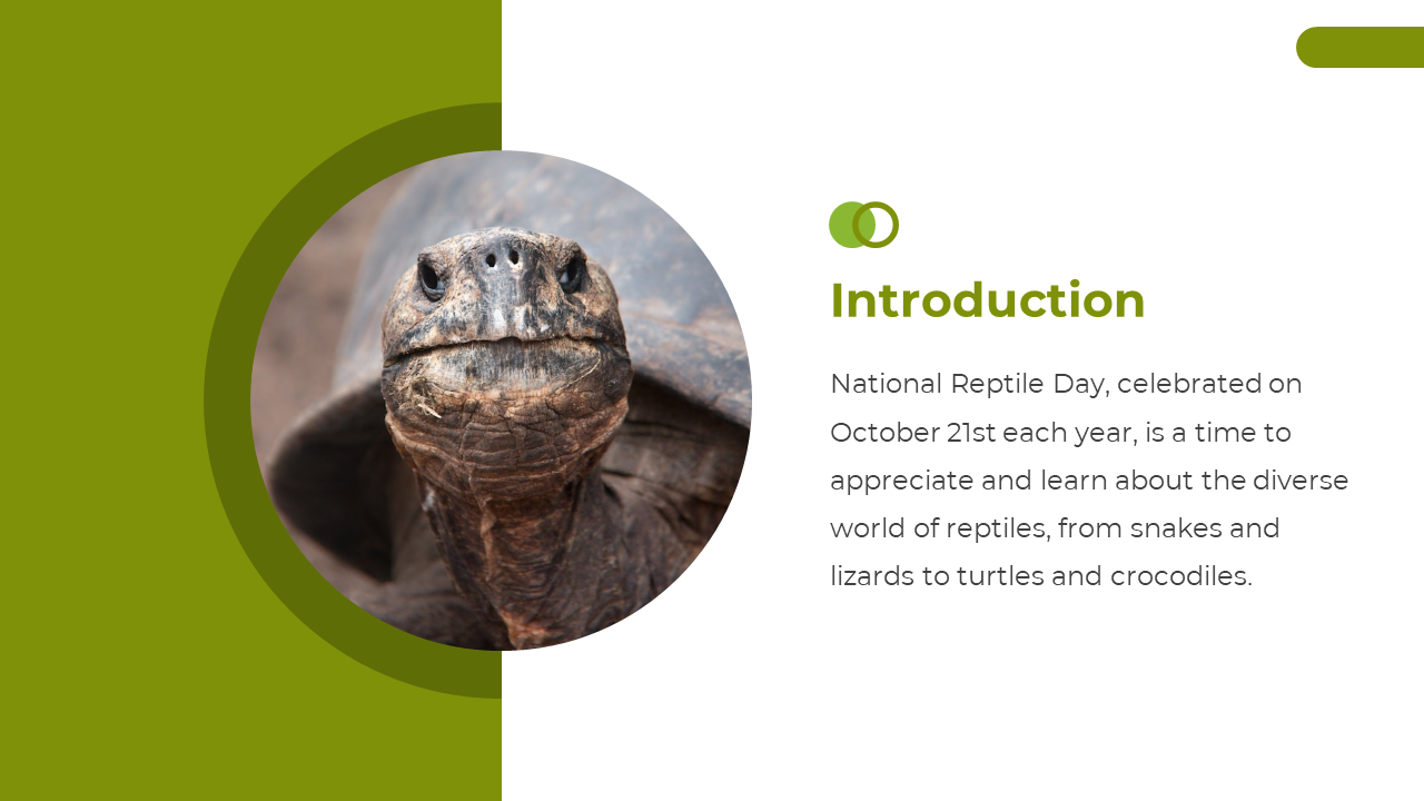400582-national-reptile-day-02