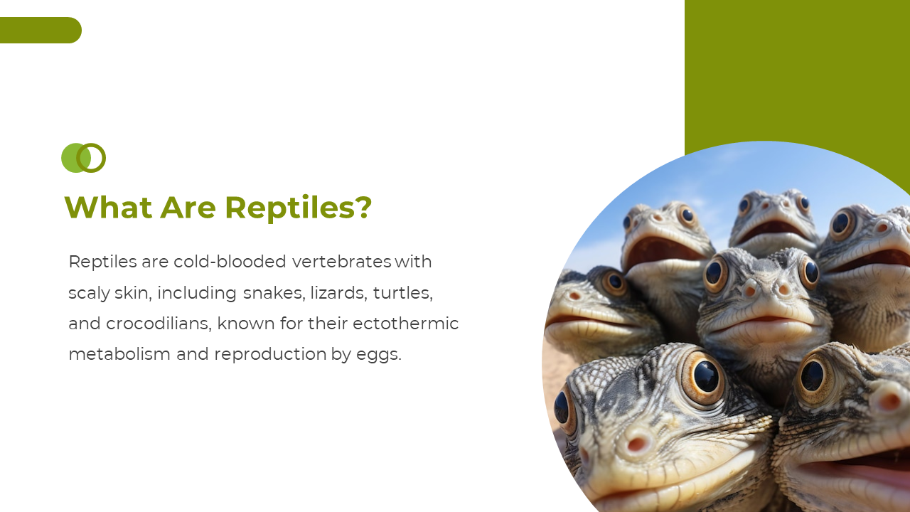 400582-national-reptile-day-05
