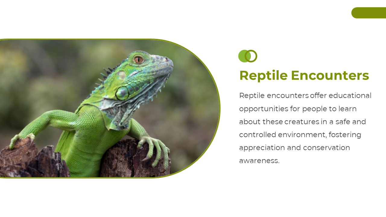 400582-national-reptile-day-12