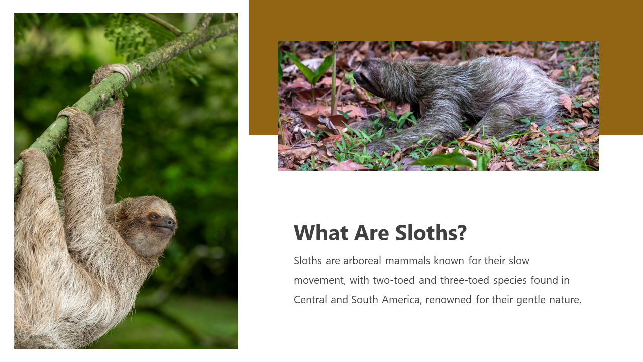 200471-international-sloth-day-03