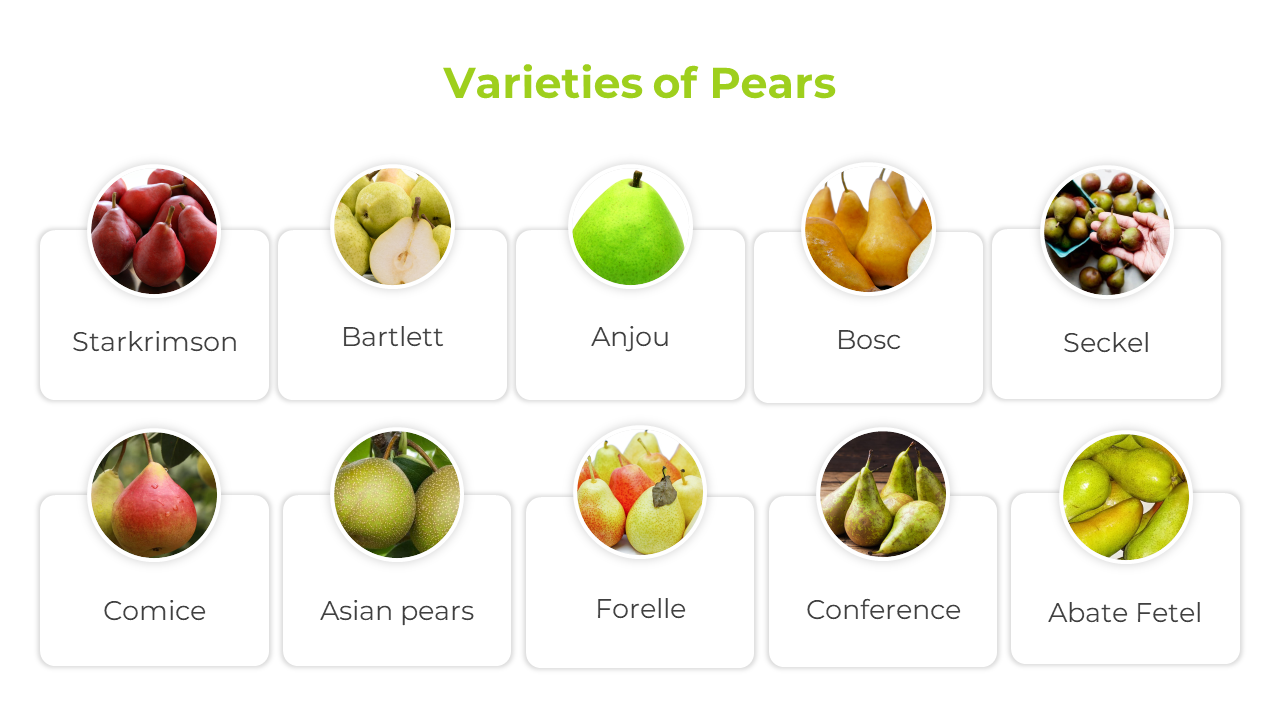 500519-world-pear-day-11