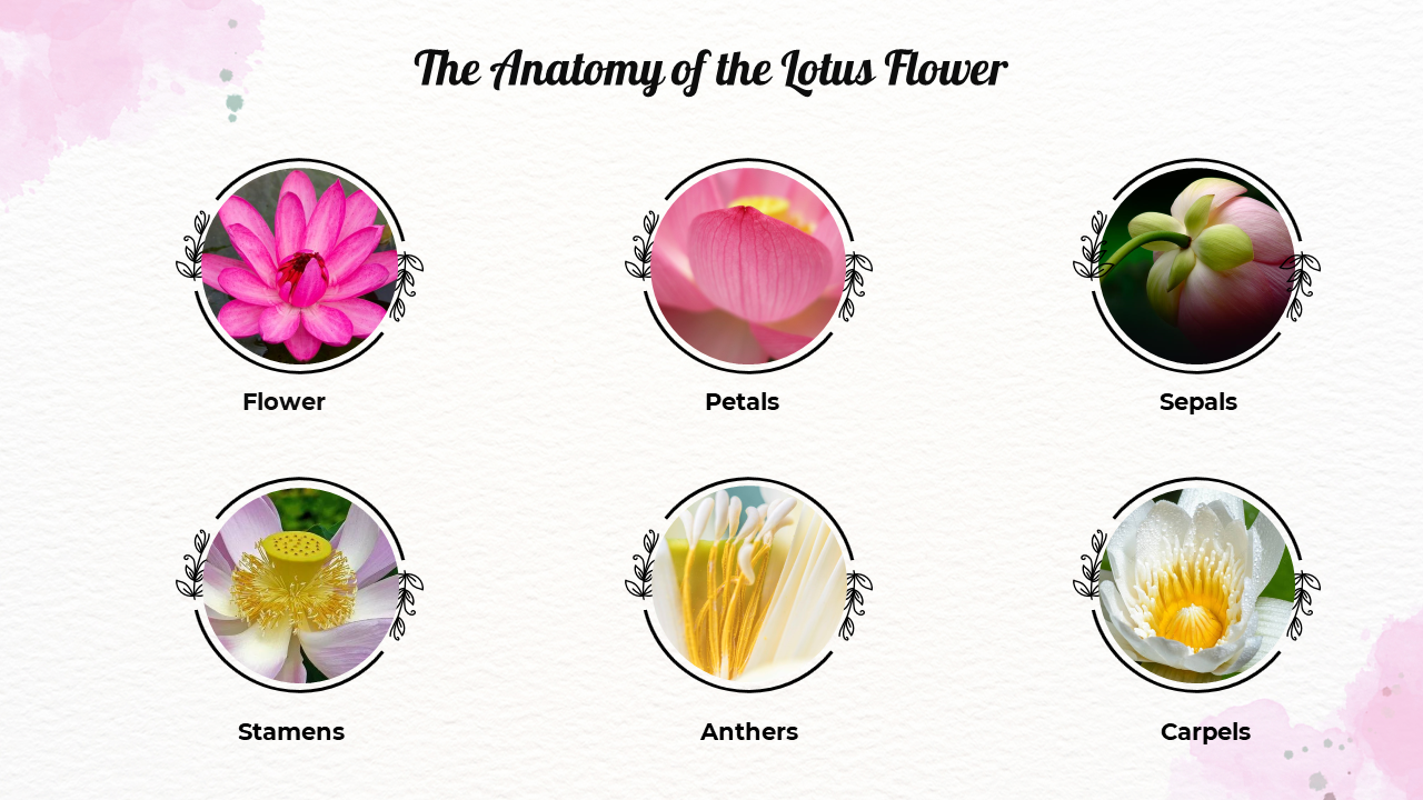 100744-lotus-05