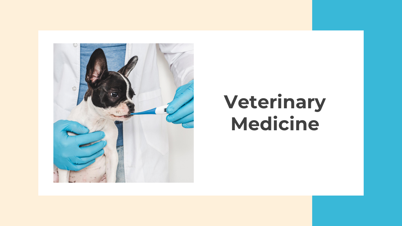 Veterinary medicine slides featuring a vet treating a dog, with sections on diseases, vaccinations, and emergency care.