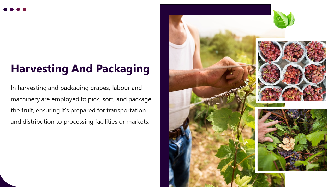 400903-supply-chain-for-grapes-production-06