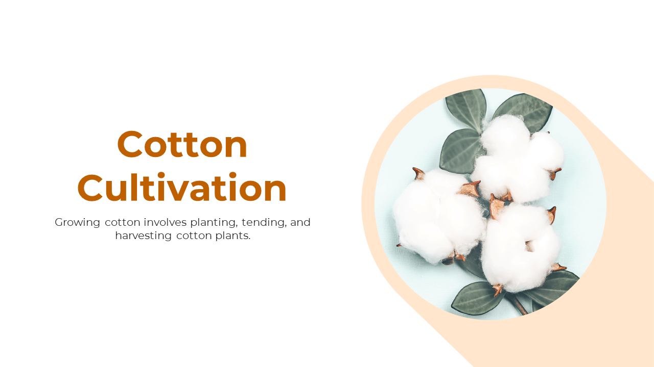 300880-cotton-cultivation-01