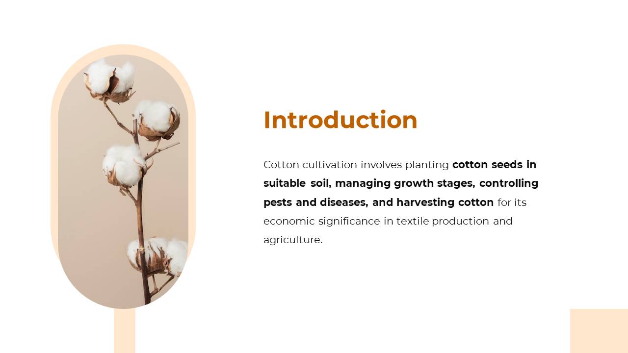 300880-cotton-cultivation-02