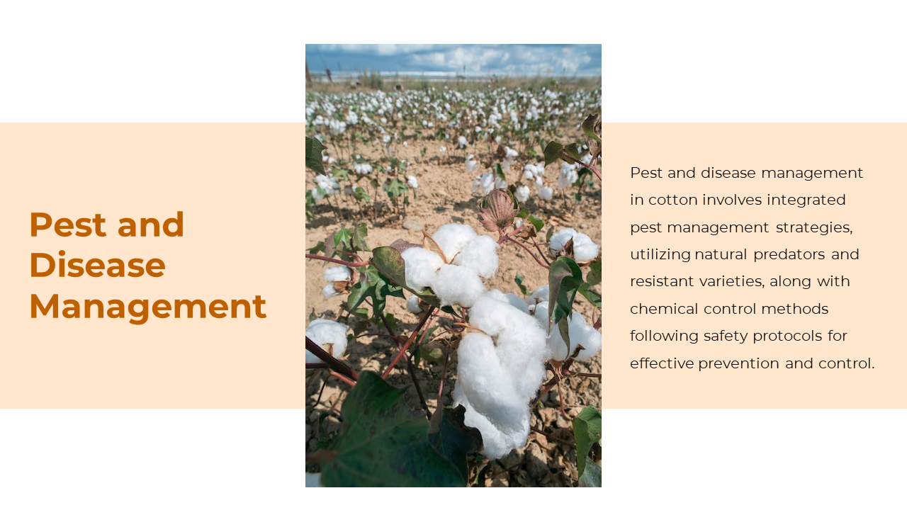 300880-cotton-cultivation-08