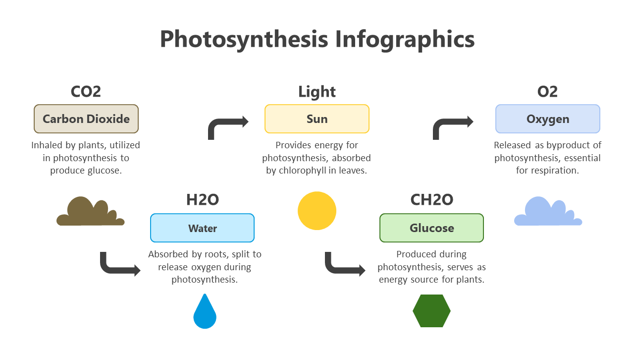 200798-photosynthesis-infographic-02