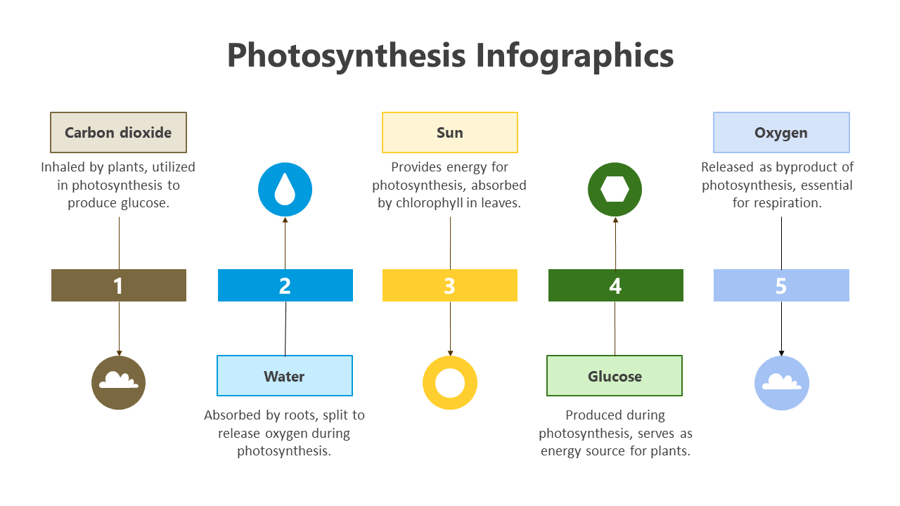 200798-photosynthesis-infographic-06