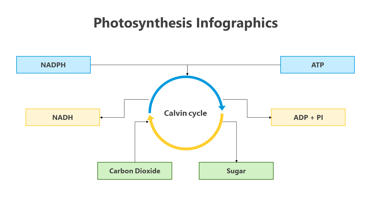 200798-photosynthesis-infographic-09