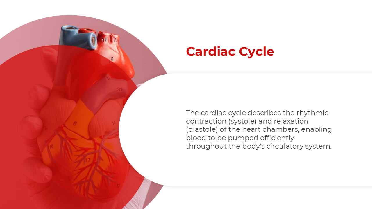 500801-cardiovascular-system-07