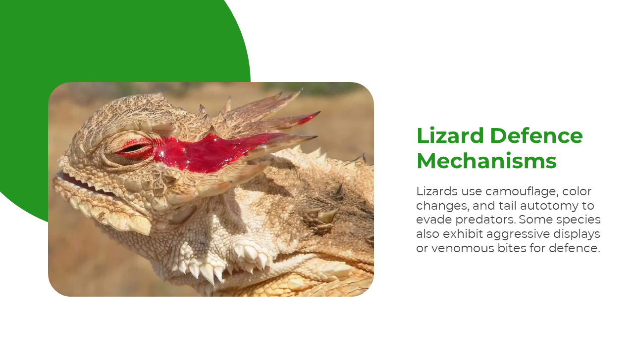 500827-world-lizard-day-13