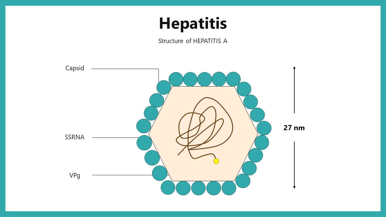 300918-hepatitis-03
