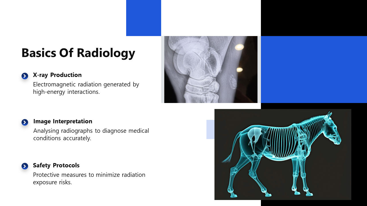300919-horse-radiology-03