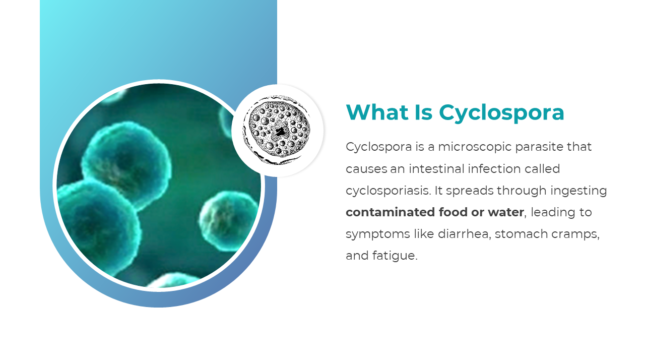 400964-cyclospora-02