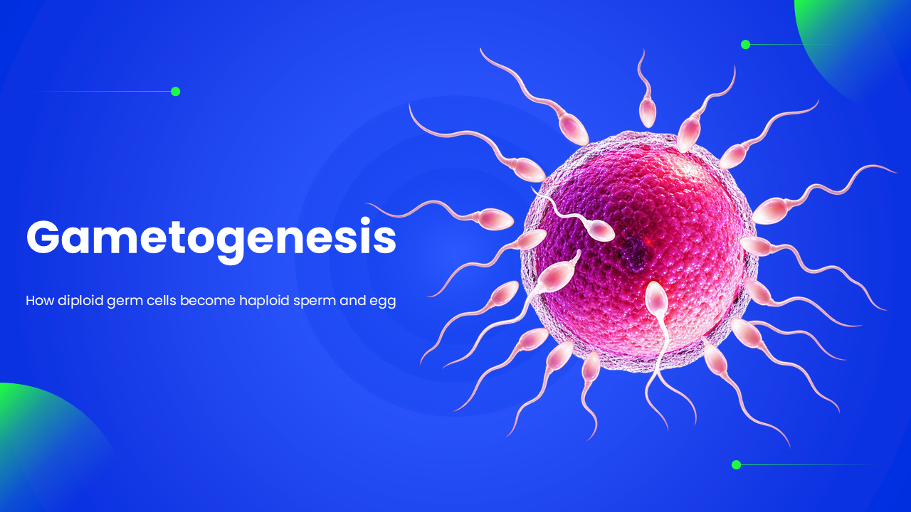 Informative Gametogenesis PowerPoint And Google Slides