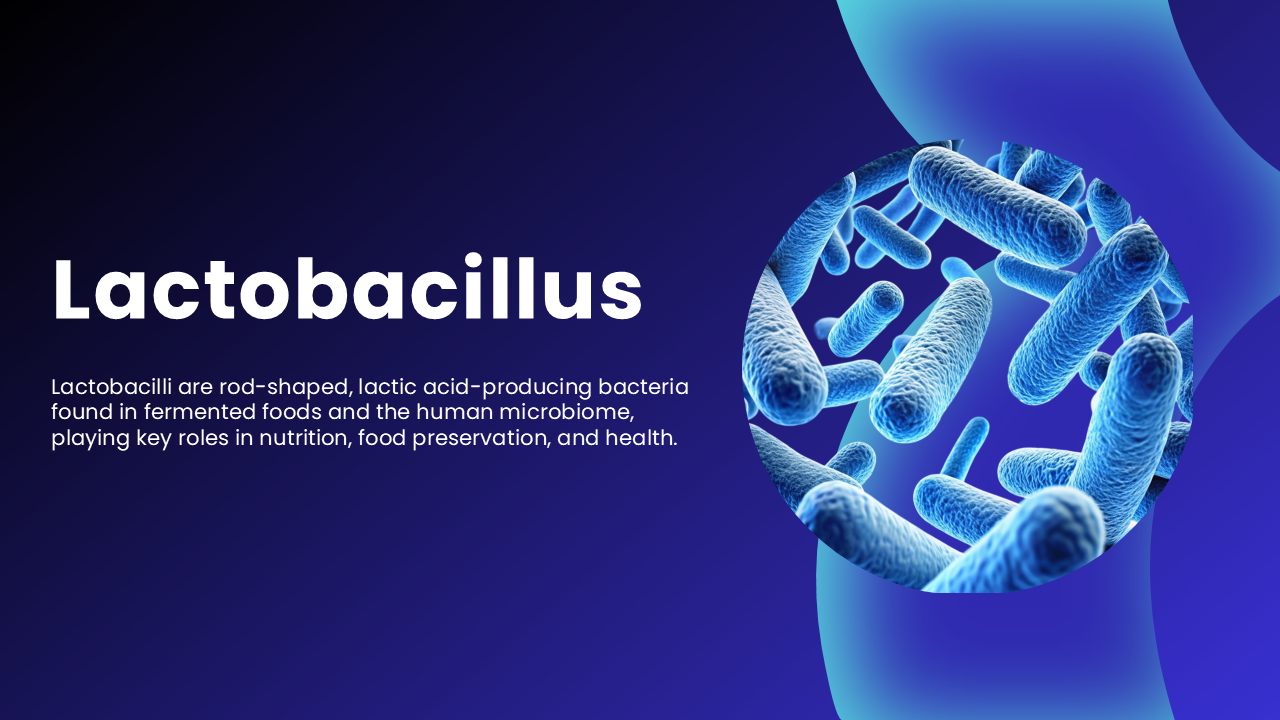Informative Lactobacillus PowerPoint And Google Slides