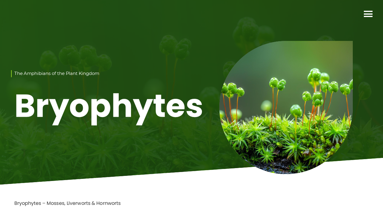 Imformative Bryophytes PowerPoint And Google Slides