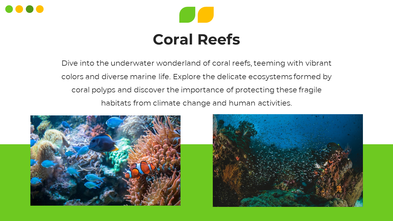 Colorful slide with two coral reef photos and description of marine life ecosystems, accented with green and yellow.