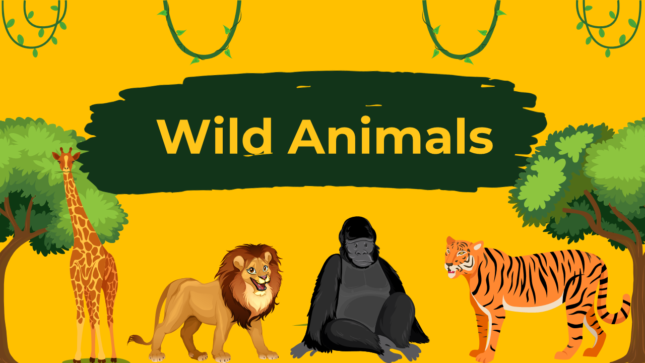 Wild Animals Presentation