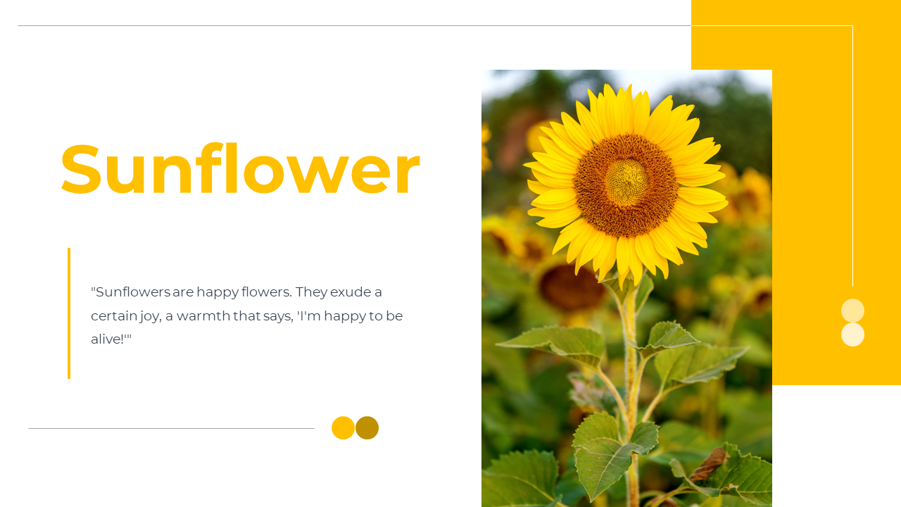 Sunflower PowerPoint Templates