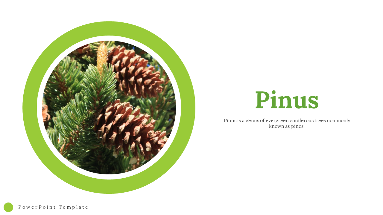 Pinus PowerPoint Template