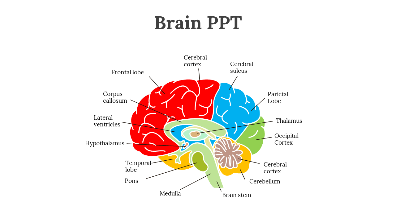 Brain PPT Template Free Download