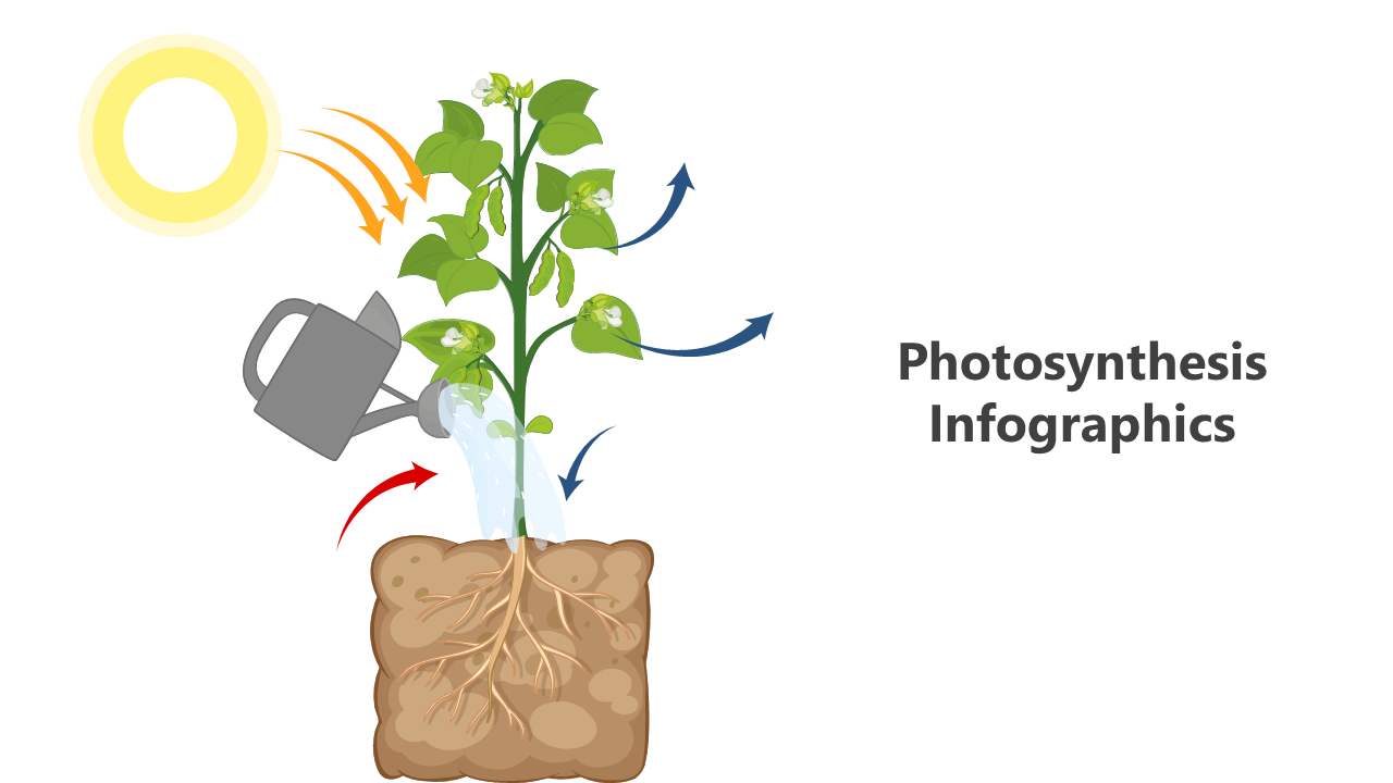 Photosynthesis Infographic
