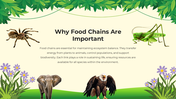 101206-biology-subject-for-pre-k-food-chain-10
