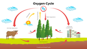 Illustrated oxygen cycle showing trees, animals, sunlight, and carbon dioxide exchange processes.