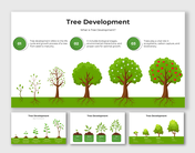 Tree development infographic showing growth stages from seed to fruit-bearing tree with labeled visuals.