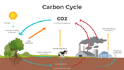 101414-carbon-cycle-01