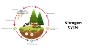 101418-nitrogen-cycle-01