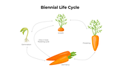 101440-biennial-life-cycle-01