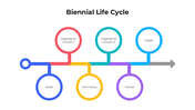 101440-biennial-life-cycle-02