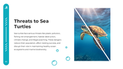 101589-world-sea-turtle-day-04
