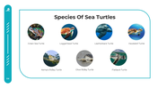 101589-world-sea-turtle-day-05