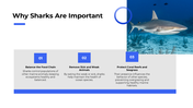 101613-shark-awareness-day-03