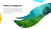 101617-world-seagrass-day-03