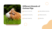 101627-guinea-pig-appreciation-day-04