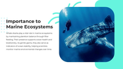 101632-international-whale-shark-day-06