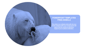 Animal themed slide featuring a close-up of two polar bears in a circle frame with a blue text area on the right.