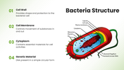 13884-microbiology-powerpoint-template-04