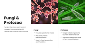 13884-microbiology-powerpoint-template-06