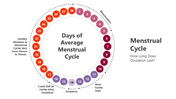 201043-menstrual-cycle-03