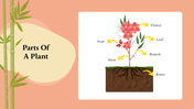 201107-biology-subject-for-pre-k-parts-of-a-plant-04
